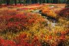 Blueberry leaves in autumn red coloration-Yellowstone National Park-Wyoming Art Print